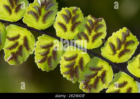 Brauner Streifenfarn, Braunstieliger Streifenfarn, Asplenium trichomanes, Sporangien auf Blattunterseite in Sori, Maidenhair Spleenwort, Fausse-Capill Banque D'Images