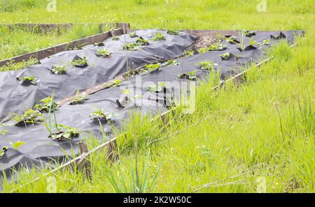 De longs lits de fraises soignés recouverts de fibres agricoles noires. Une plante de fraise verte dans un trou noir foncé de spunbond dans le sol. Application de technologies modernes pour la culture des fraises. Banque D'Images