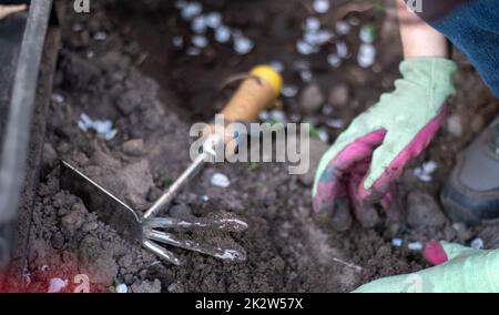 Le jardinier ramasse le sol pour la plantation. Travailler dans le jardin. Les mains des femmes en gants tiennent un outil de jardin et se desserrent le sol, en prenant soin et en cultivant les plantes du jardin. Planter une plante dans le jardin. Banque D'Images