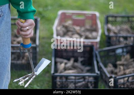 Femme jardinière dans le jardin montre un râteau sur le fond de boîtes en plastique. Le concept de jardinage et d'été durable. Peigne à hache pour le jardinage dans les mains des femmes. Placer pour le texte. Banque D'Images