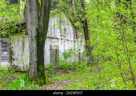 Cassé détruit la vieille maison dans la forêt Allemagne. Banque D'Images