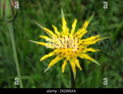 Jack-aller-au-lit-à-midi, fleur jaune Banque D'Images