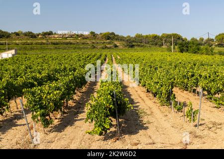 Vignoble typique près de Vacqueyras, Côtes du Rhône, France Banque D'Images