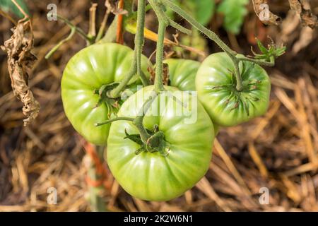 Tomates vertes non mûres encore sur la brousse Banque D'Images