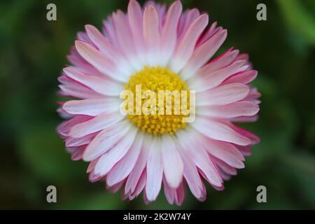 Pâquerette commune aux pétales blancs et roses, étamines jaunes et feuilles vertes, Marguerite printanière dans le jardin, macro de tête de fleur, beauté dans la nature, floral Banque D'Images