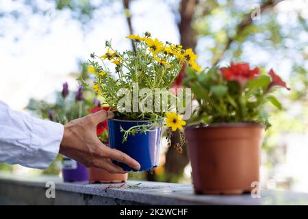 femme mains arranger pots de fleurs sur le balcon Banque D'Images