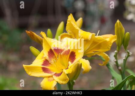 Nénuphars jaunes fleuris dans le jardin, gros plan Banque D'Images