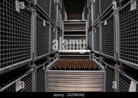 Bouteilles en verre disposées dans des conteneurs de stockage métalliques à la cave de vinification Banque D'Images