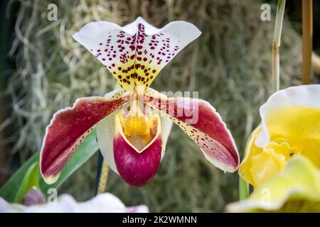 Fleur d'orchidée, hybride de paphiopedilum américain Banque D'Images