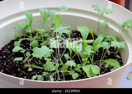 Variété mesclun plantules de laitue poussant dans le sol de potage à l'extérieur Banque D'Images