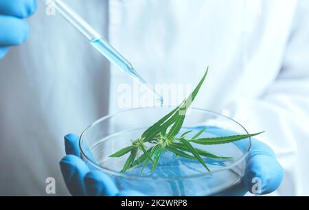 Chercheur avec tubes à essai chimiques de laboratoire en verre avec liquide pour le concept de recherche analytique, médicale, pharmaceutique et scientifique. Banque D'Images