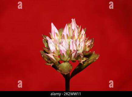 Fleur de roche sauvage gros plan sedum sunium famille crassulaceae moderne botanique grand format impression florale macro de haute qualité Banque D'Images