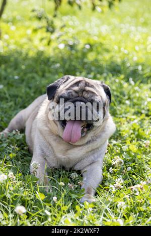 Un pug se trouve sur un pré et surveille la région Banque D'Images