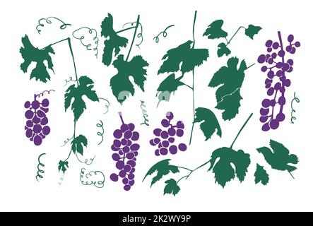 Ensemble de silhouette de raisin. Illustration vectorielle Illustration de Vecteur