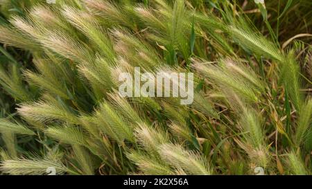 Champ de seigle pré au printemps avec le seigle moelleux (Secale cereale) cultivé comme un grain. Banque D'Images