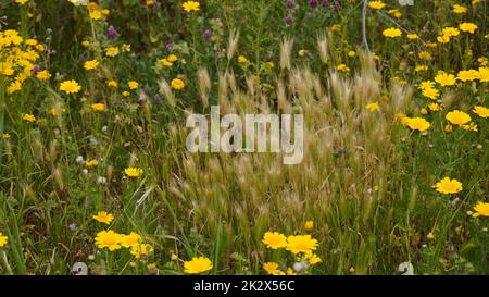 Spring Meadow avec des chrysanthèmes sauvages jaunes fleuris et du seigle moelleux . Banque D'Images