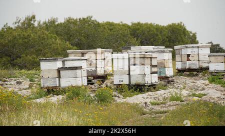 Ruches en bois debout sur la pente de la colline près de la forêt, avec des abeilles actives, sur la prairie d'été Banque D'Images