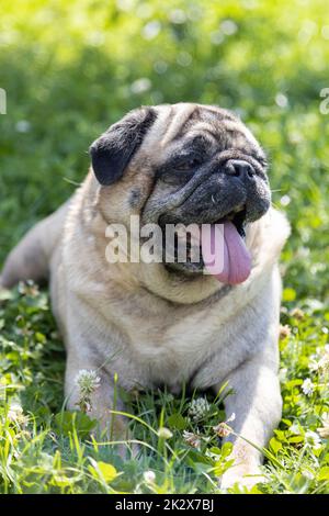 Un pug se trouve sur un pré et surveille la région Banque D'Images