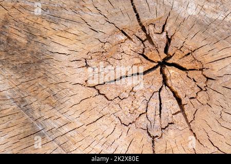 Disque d'arbre coupé de bois de construction après la déforestation pile de bois empilée montrer les anneaux annuels l'âge des arbres pour l'industrie du bois d'œuvre comme ressources durables sur la carcasse d'arbre de bois Banque D'Images