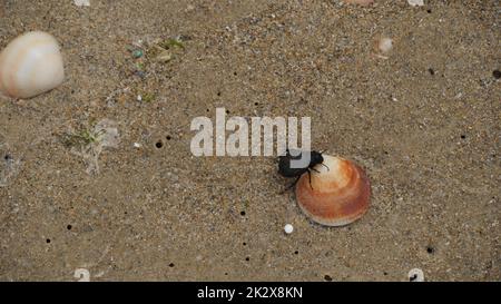 Dendroctone du Darkling dans le sable de la plage avec des coquillages d'escargots de mer, Israël Banque D'Images