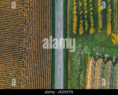 Vue panoramique sur les champs avec filet de protection contre la grêle, pommiers et champs de tournesol. Pendant la montée du soleil. Les rayons du soleil frappent les arbres Banque D'Images