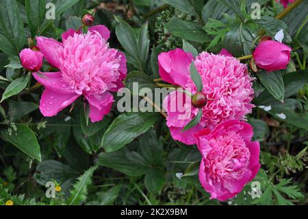 Pivoines roses beauté florale Banque D'Images