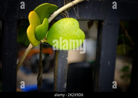 Goutte d'eau sur la feuille de Hoya kerrii ou fond de feuille de coeur Lucky , concept d'amour et de Saint Valentin Banque D'Images