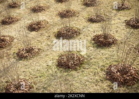 Beaucoup d'arbres dans les trous. Plantation de semis dans le sol. Parc de la ville. Banque D'Images