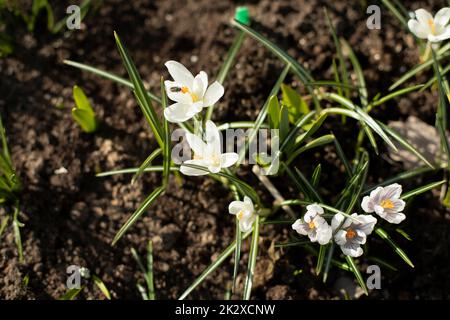 Fleurs dans le jardin. Pousses dans le sol. Détails sur le jardin. Pousses vertes de printemps. Banque D'Images