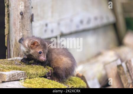 Marten posant sur une maison en bois Banque D'Images