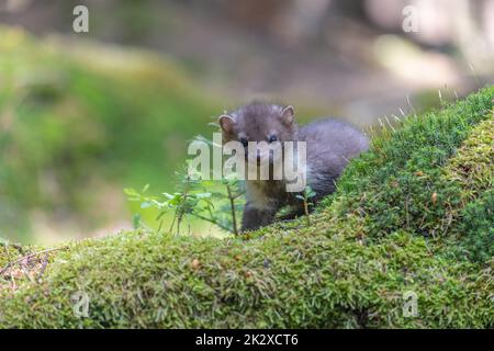 Adorable jeune martre pose dans la mousse Banque D'Images