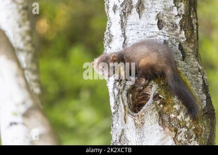La marte mignonne pose sur un tronc de bouleau. Banque D'Images