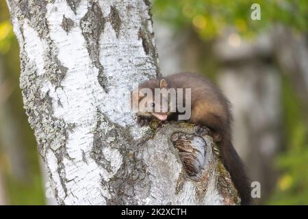 La marte mignonne pose sur un tronc de bouleau à bouche ouverte. Banque D'Images