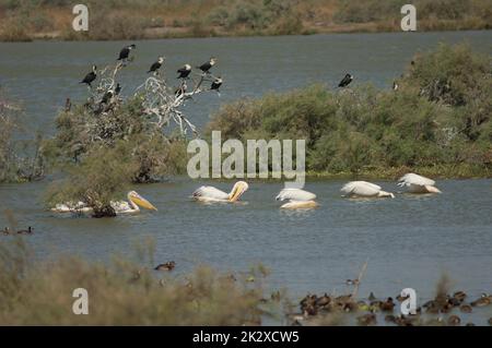 Pêche aux pélicans blancs et grands cormorans en arrière-plan. Banque D'Images