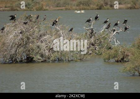 Grands cormorans Phalacrocorax carbo et cormorans à roseau Microcarbo africanus. Banque D'Images