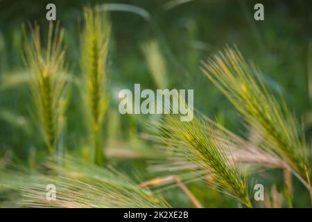 Orge commune (Hordeum vulgare L.) - une espèce de plante dans la famille des graminées. Une plante commune de grain à cultiver. Banque D'Images