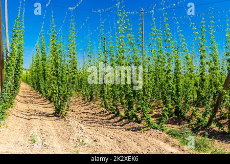 Champ de houblon de Zatec région, République Tchèque Banque D'Images