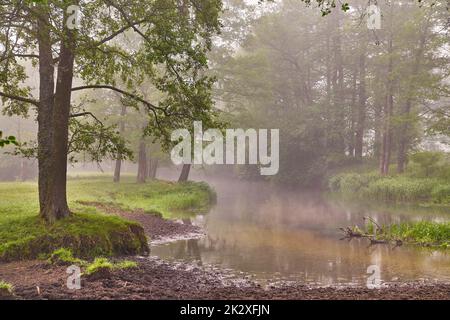 Paysage du lever du soleil de printemps. Rivière dans un parc pittoresque. Été brumgy calme matin scène rurale. Banque D'Images