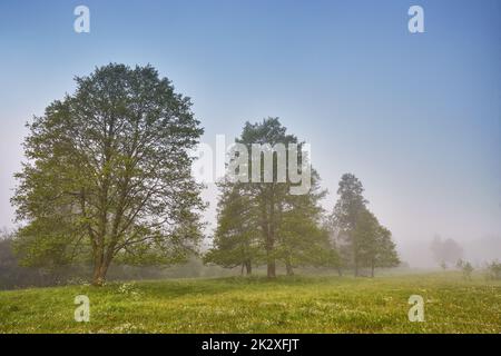 Été brumgy calme matin scène rurale. Crique dans une forêt brumeuse. Alder des arbres au bord de la rivière. Banque D'Images
