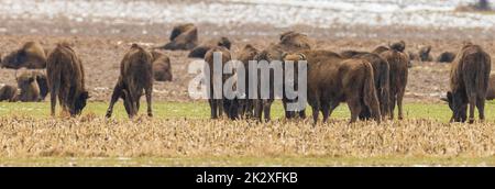 Troupeau de bisons européen en pâturage dans le champ Banque D'Images