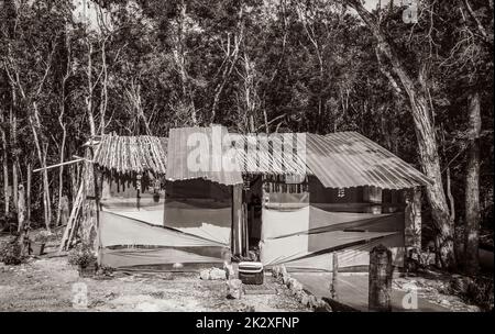 Cabane en fer ondulé coloré dans la jungle tropicale du Mexique. Banque D'Images