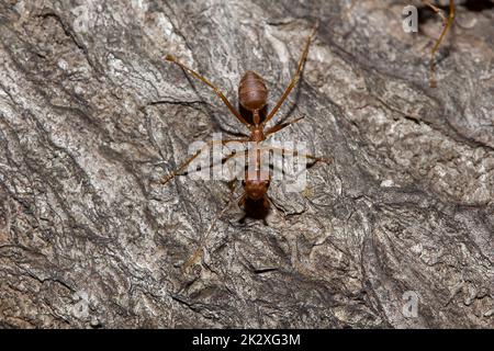 Fourmis Oaver ou fourmis verts. Le corps, les tentacules et les jambes sont orange sur le bois sec. Banque D'Images