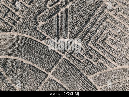 Labyrinthe formé dans le champ de maïs. Vue plongeante. Vue depuis le drone. Monochrome. Arrière-plan Banque D'Images