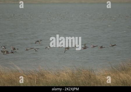 Troupeau de canards dans le parc national des oiseaux du Djoudj. Banque D'Images