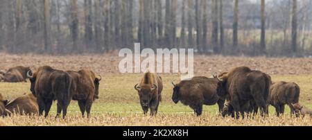 Troupeau de bisons européen en pâturage dans le champ Banque D'Images