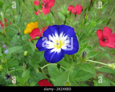 Gloire du matin bleu dans un pré de fleurs, Ipomoea Nil Banque D'Images