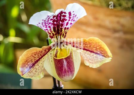 Fleur d'orchidée, hybride de paphiopedilum américain Banque D'Images