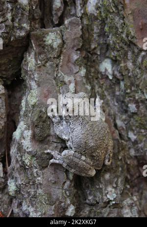 Grey Tree Frog Hyla chrysoscelis sur le pin dans l'est du Texas Banque D'Images