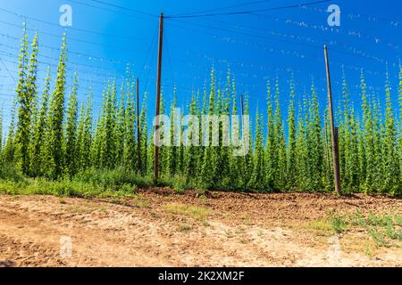 Champ de houblon de Zatec région, République Tchèque Banque D'Images