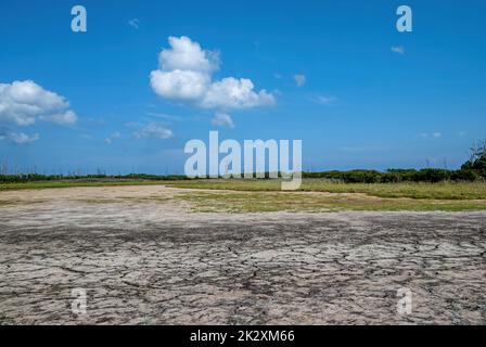 Zone humide d'eau douce sèche le long de la côte atlantique en Virginie. Plus d'un tiers des 1900 espèces d'oiseaux nord-américaines utilisent des milieux humides pour la reproduction, Banque D'Images